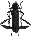 Cnemidochroma phyllopus  