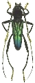 Compsomera nigricollis