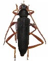 Conamblys caesarius 