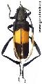 Embrikstrandia bimaculata 