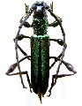 Euporus dubius 