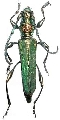 Phrosyne brevicornis viridis