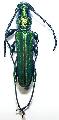 Phrosyne brevicornis viridis