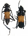 Gestriana pubemaculata