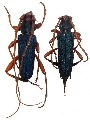 Jonthodina sculptilis