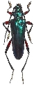 Mecosaspis mapanjae 