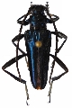 Mecosaspis plutina plutina