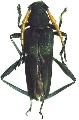 Niraeus tricolor
