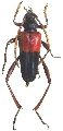 Pachyteria coomani