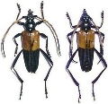 Pachyteria javana