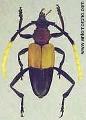 Pachyteria lambii