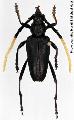 Pachyteria nigra