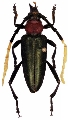 Pachyteria semivirescens