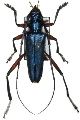Philematium virens sansibaricum 