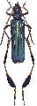 Phyllocnema (Phyllocnema) gueinzii gueinzii