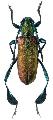 Phyllocnema (Phyllometalla) latipes