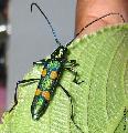 Polyzonus (Striatopolyzonus) tetraspilotus