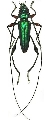 Rhopalizus nitens