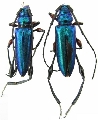 Rhopalizus nitens