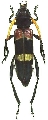 Thompsoniana vodozi
