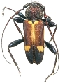 Calydon globithorax