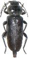 Hylotrupes bajulus