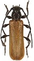 Leioderes tuerki