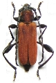 Oupyrrhidium cinnaberinum 