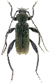 Palaeocallidium kuratai
