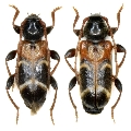 Phymatodes (Poecilium) alni
