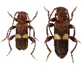 Phymatodes (Paraphymatodes) fasciatus