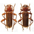 Phymatodes (Phymatodes) testaceus