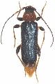 Phymatodes (Phymatodes) testaceus