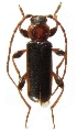 Phymatodes (Phymatodes) testaceus