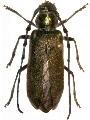 Pseudocallidium obscuriaeneum