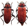 Pyrrhidium sanguineum