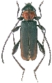 Ropalopus (Prorrhopalopus) speciosus