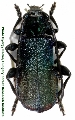 Ropalopus (s. str.) ungaricus ungaricus