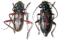 Semanotus japonicus