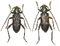 Semanotus japonicus