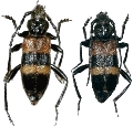 Semanotus laurasii