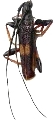 Arrhythmus rugosipennis 