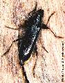 Ceresium seminigrum