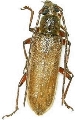 Ceresium unicolor