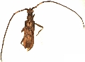 Didymocantha obliqua 