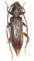 Gelonaetha hirta 