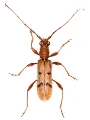 Stenodryas nigromaculata