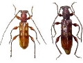 Stenygrinum quadrinotatum