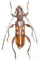 Stenygrinum quadrinotatum