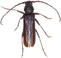 Trinophylum cribratum 